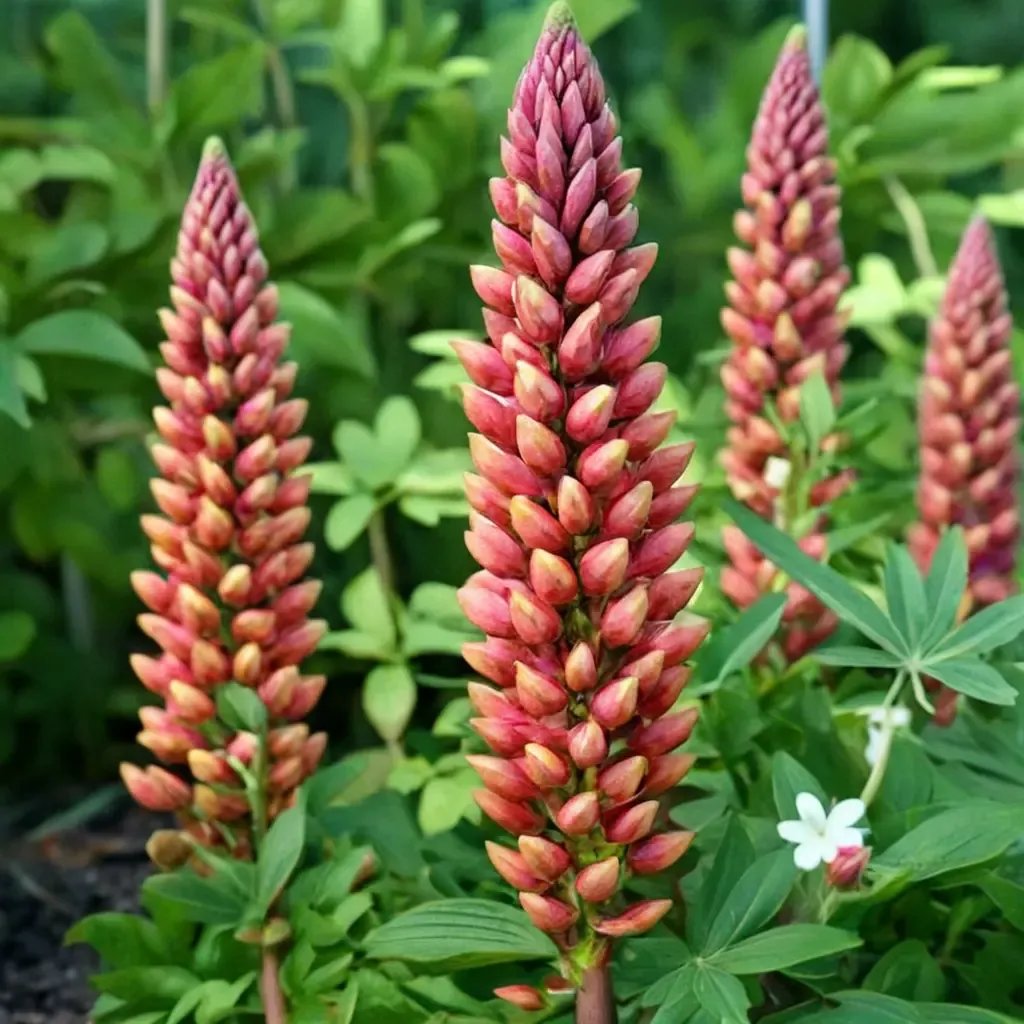 Lupinus polyphyllus 'Towering Inferno'