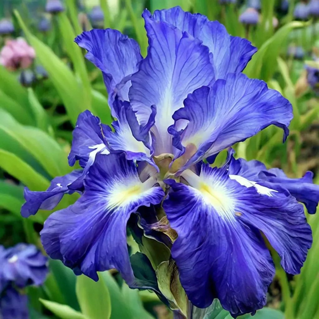 Iris x germanica 'City Lights'