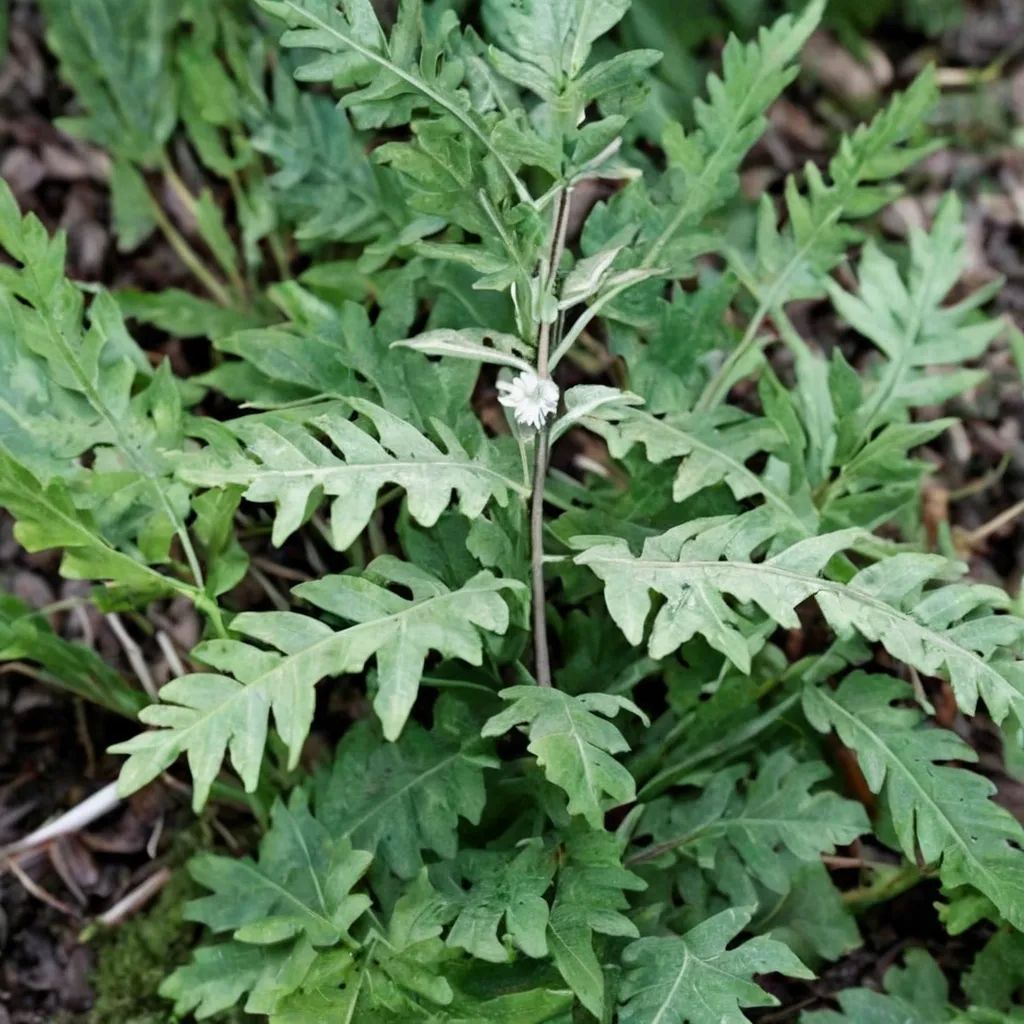 Cheilanthes argentea