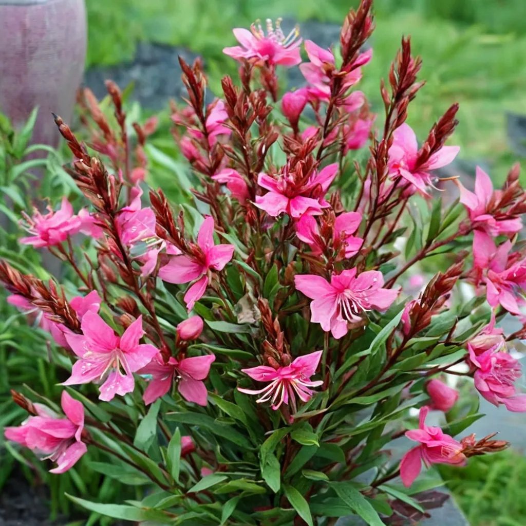 Gaura lindheimeri 'Gaudi Red'