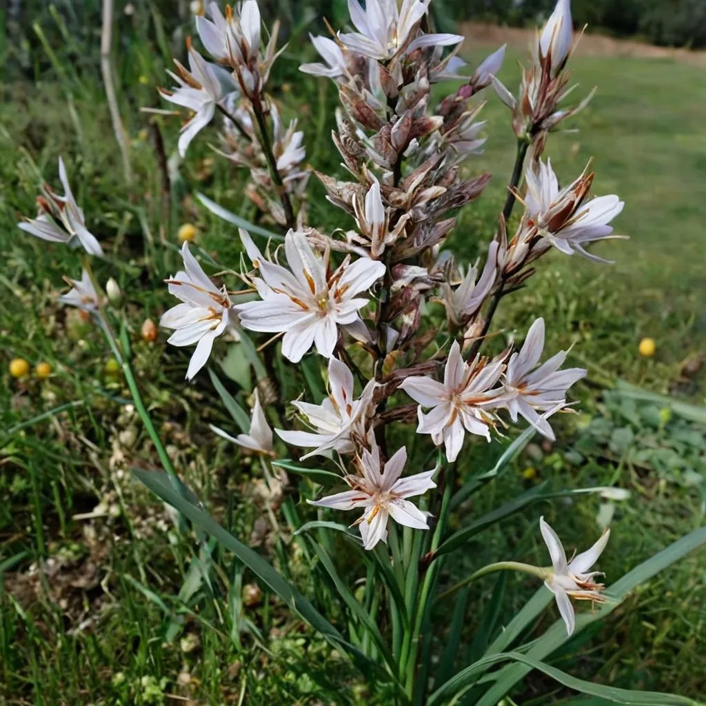 Asphodelus aestivus