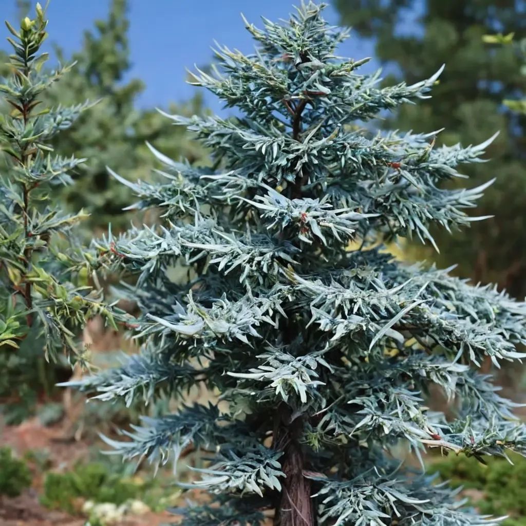 Cedrus atlantica 'Glauca'
