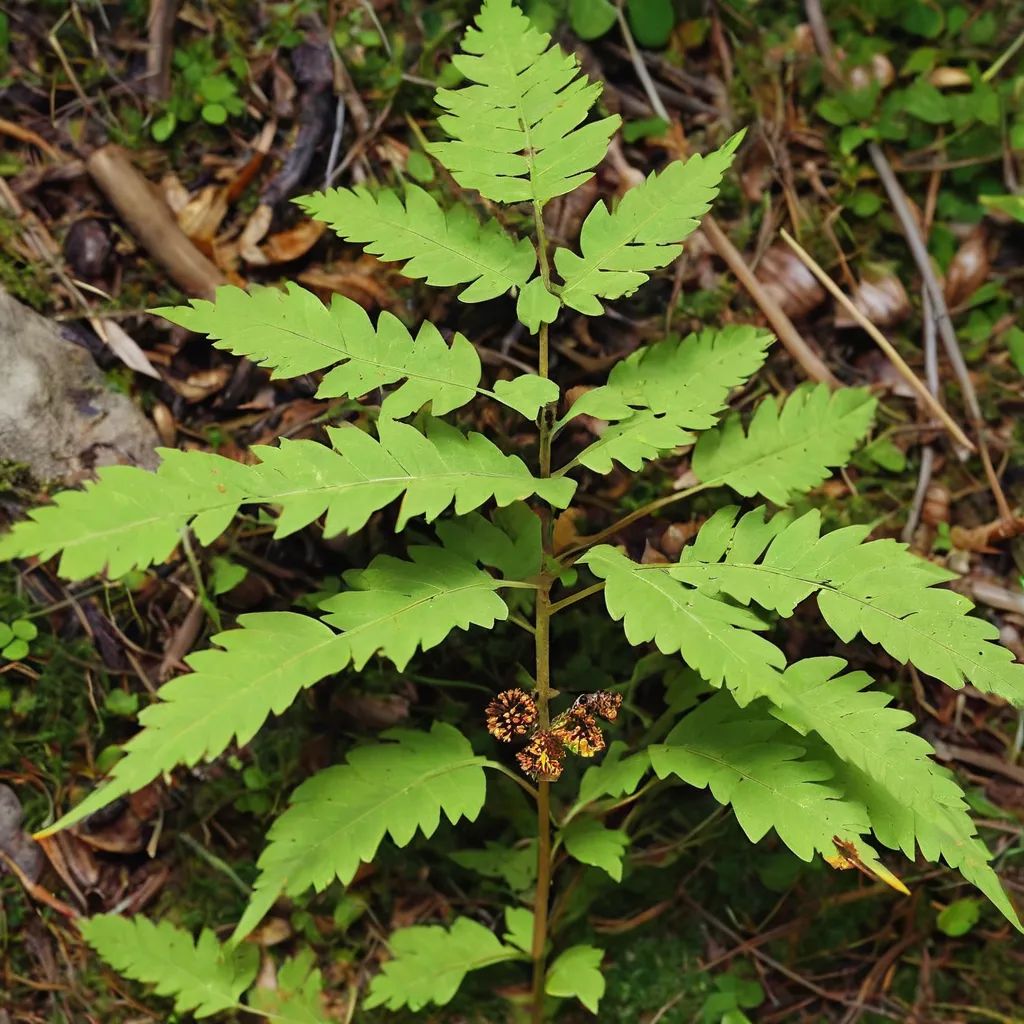 Gymnocarpium dryopteris