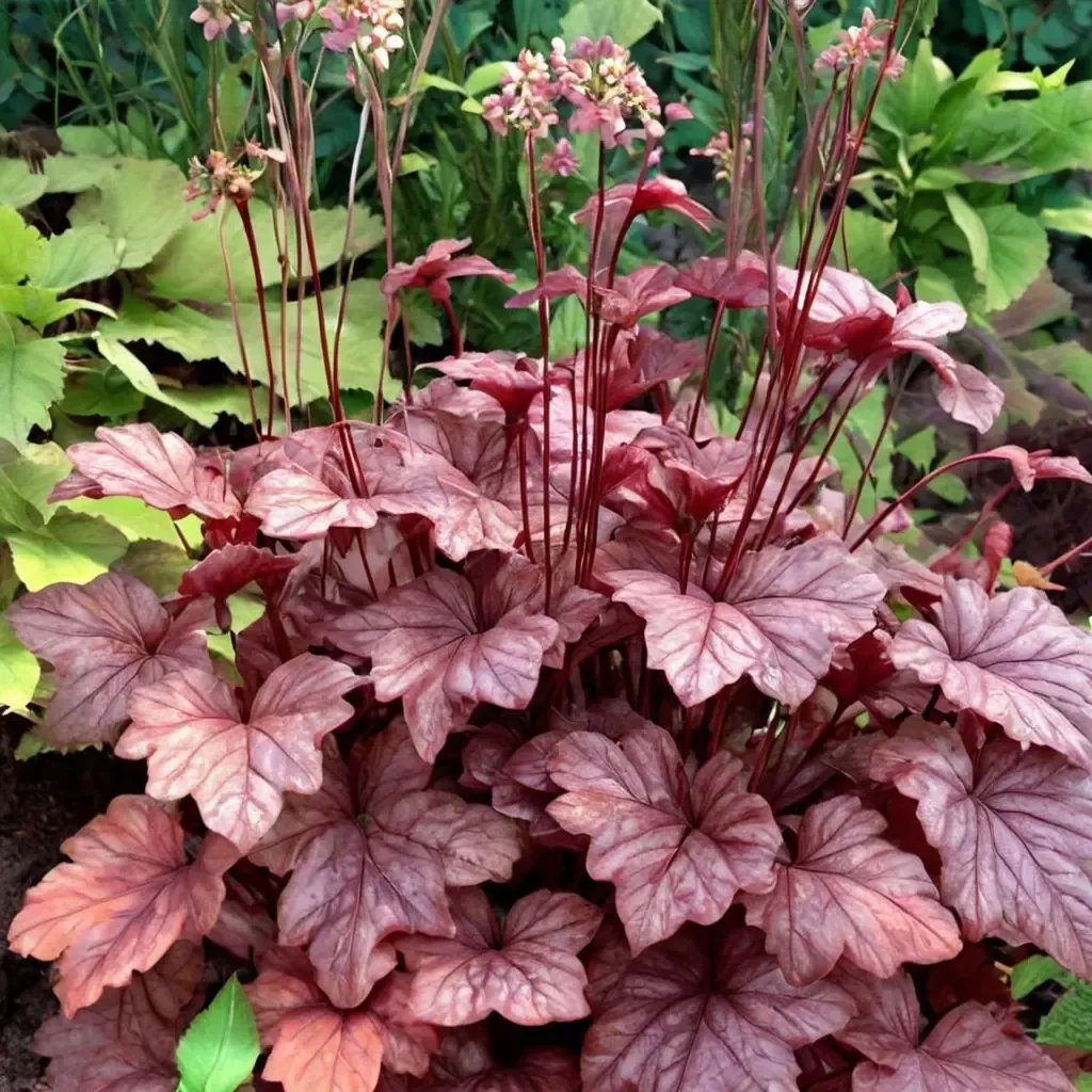 Heuchera x brizoides 'Berry Smoothie'