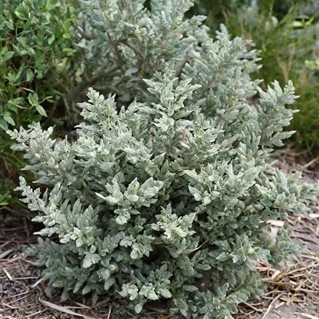 Westringia fruticosa 'Smokey'