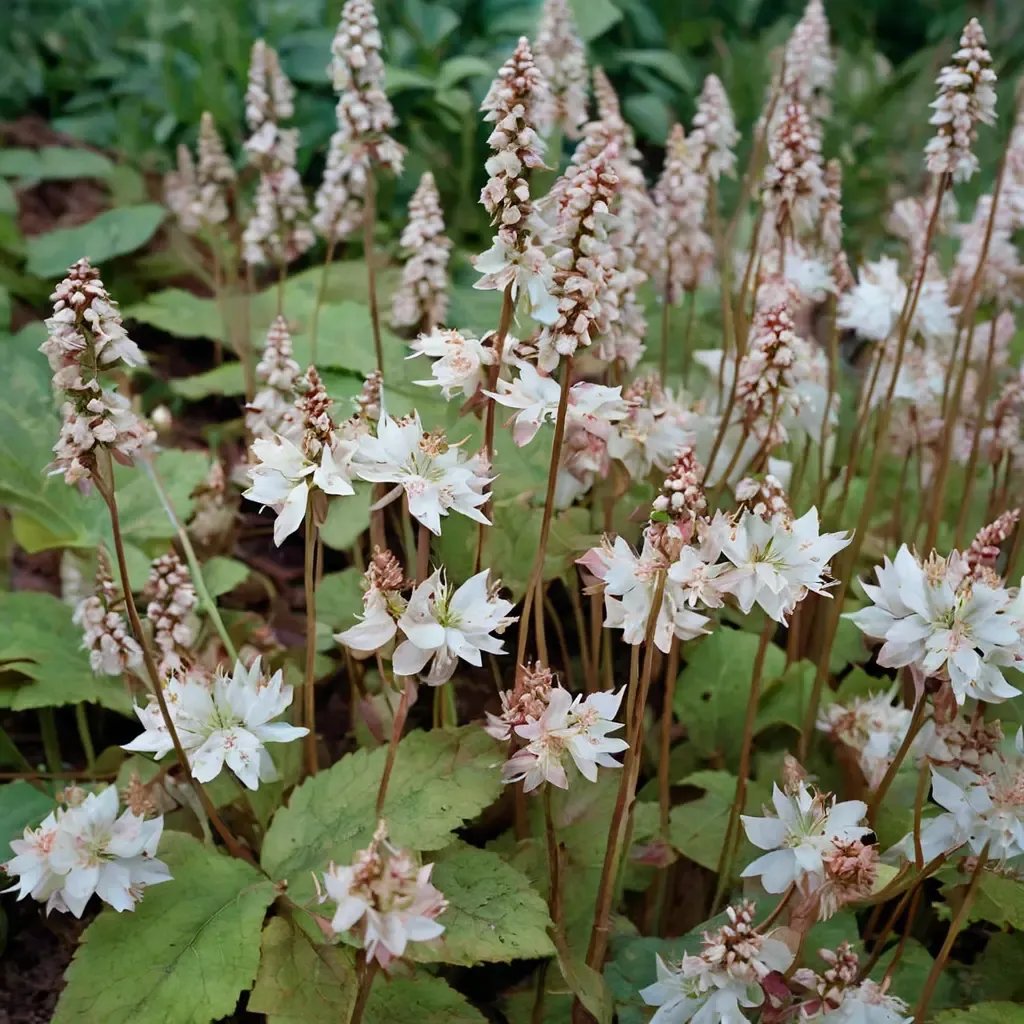 Tiarella wherryi 'Copper King'