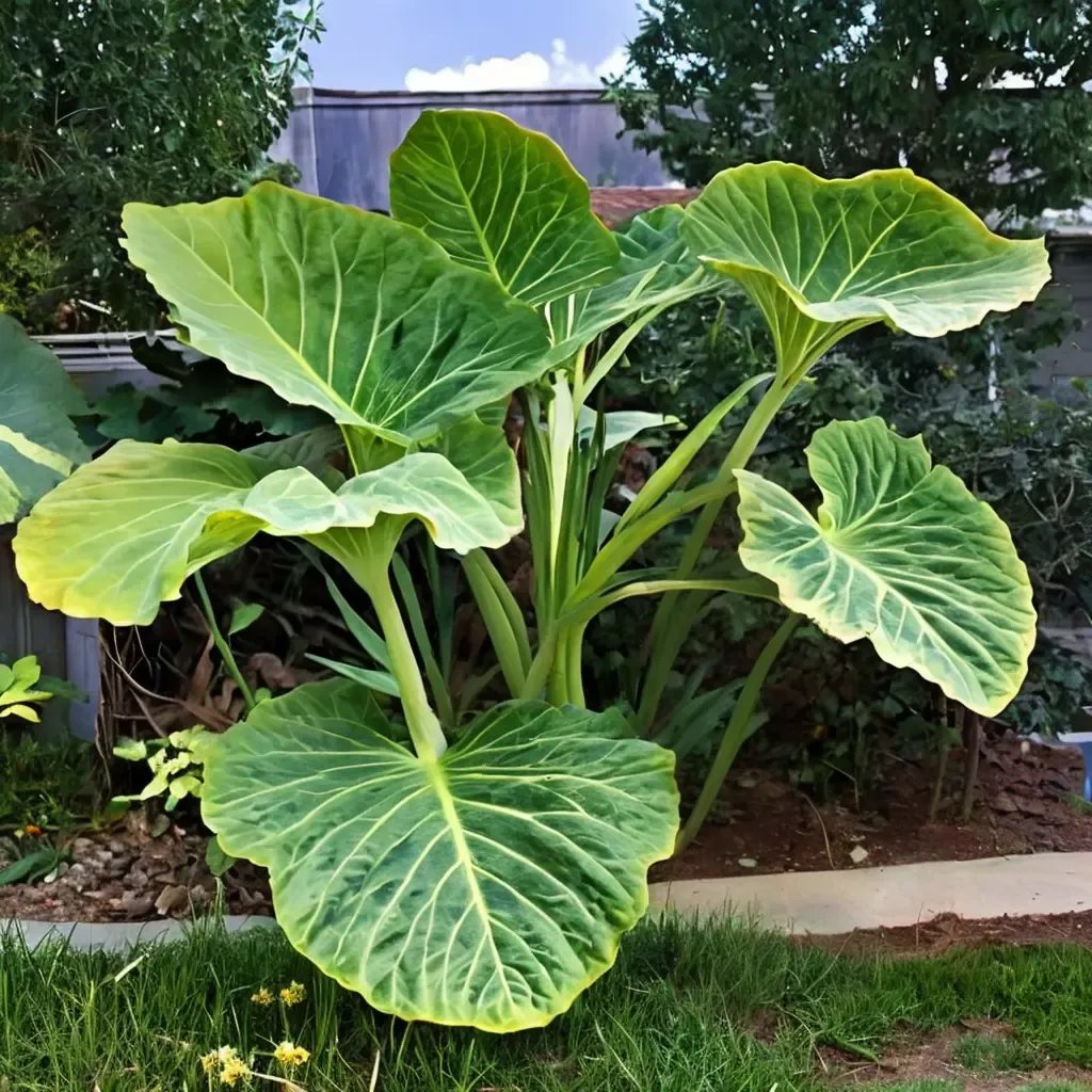 Colocasia gigantea 'Thailand Giant'