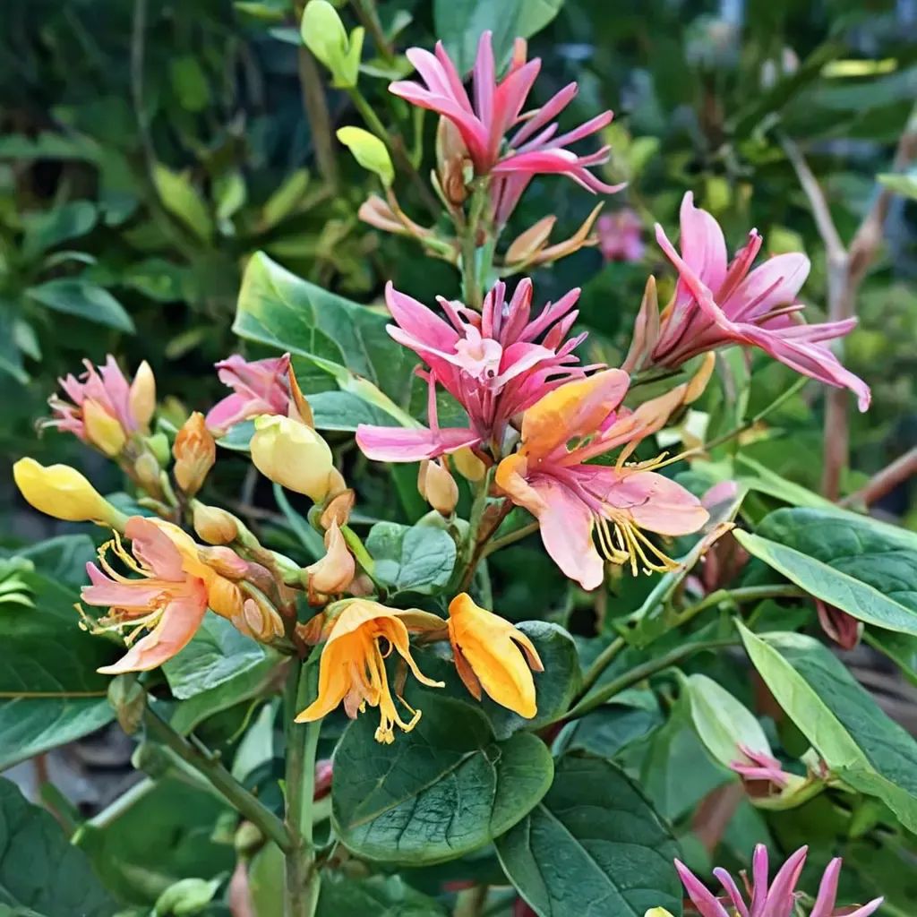 Lonicera x helleri 'Goldflame'