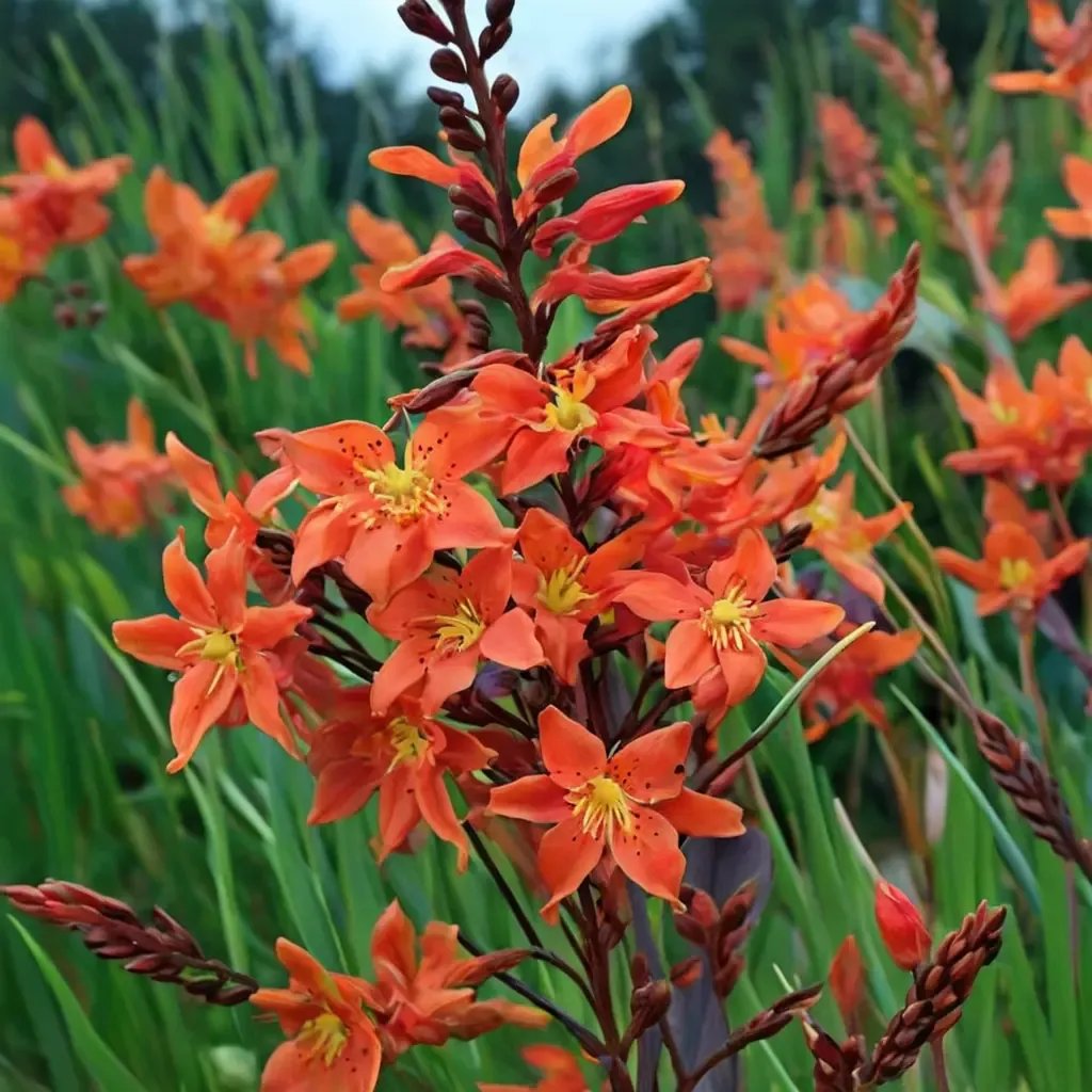 Crocosmia x crocosmiiflora 'Prince of Orange'