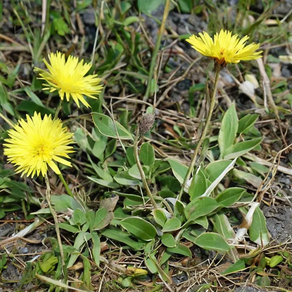 Pilosella officinarum