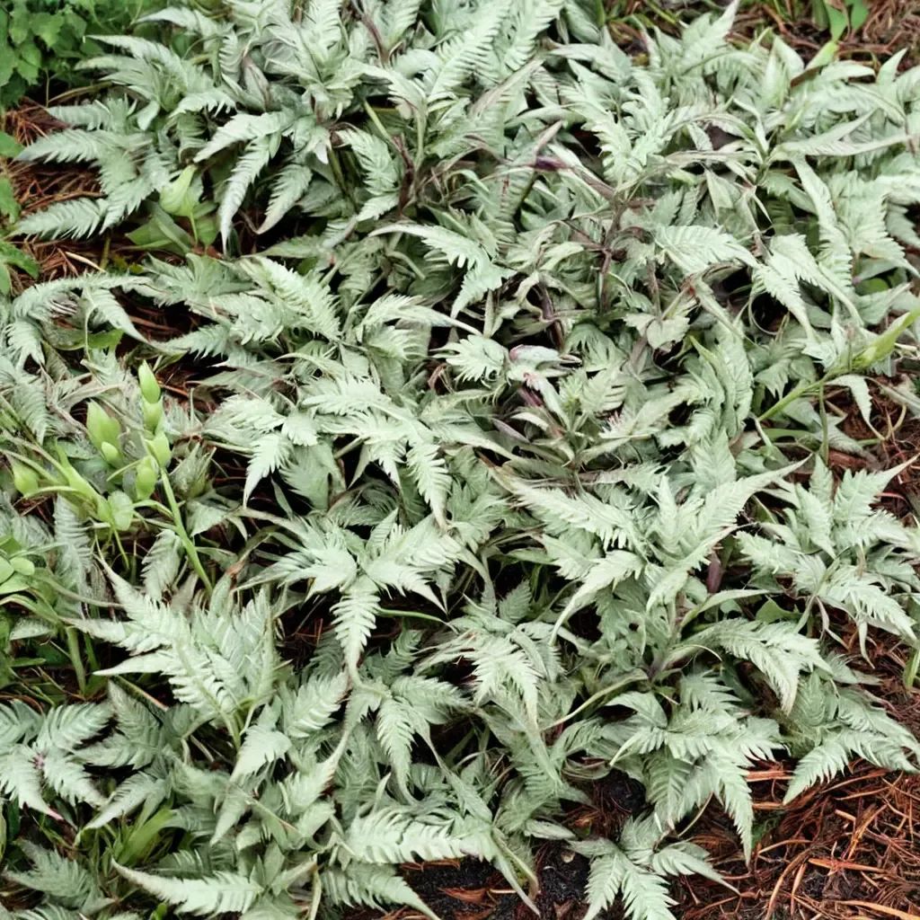 Athyrium niponicum 'Wildwood Twist'