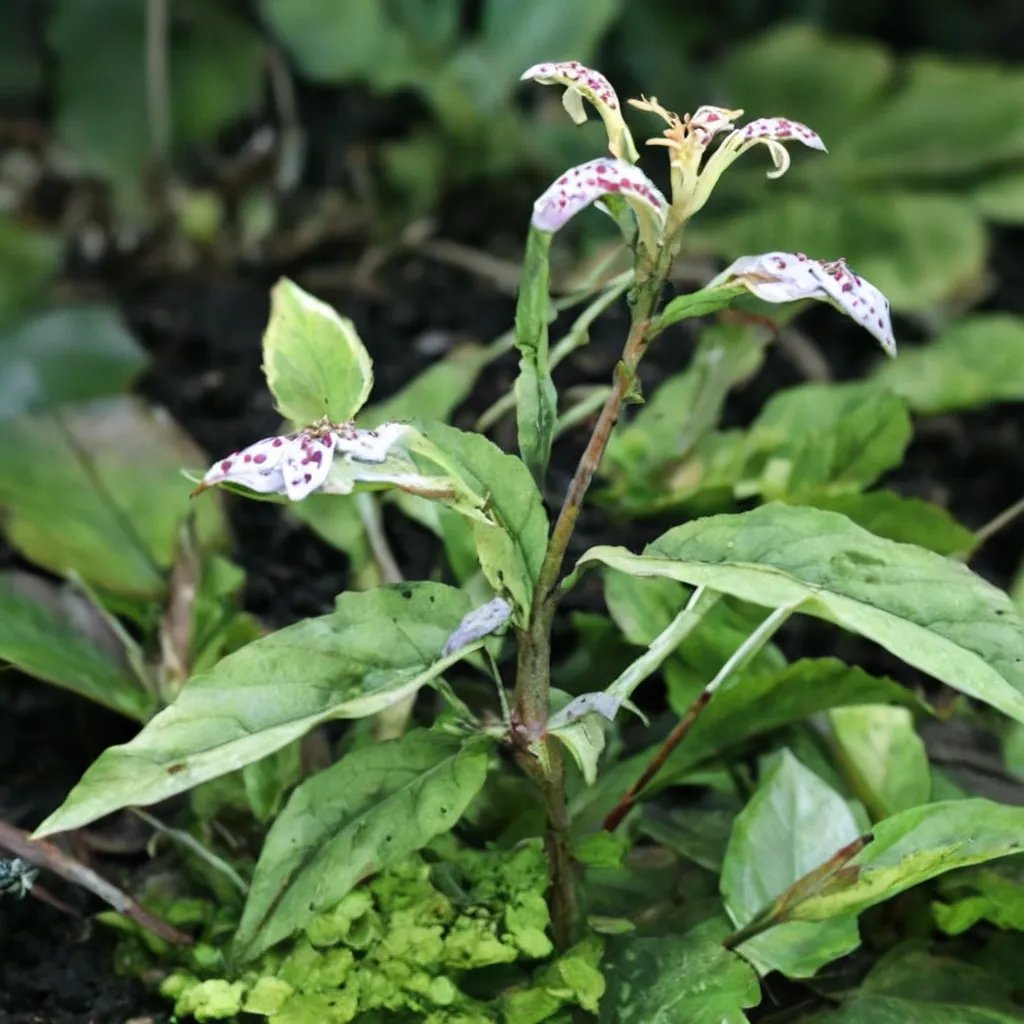 Tricyrtis affinis 'Key Lime Pie'