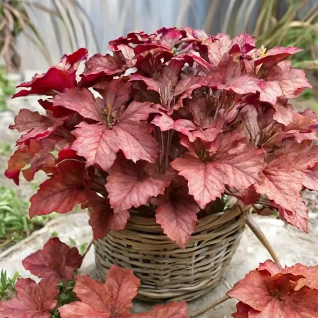 Heuchera x brizoides 'Indian Summer Coralberry'