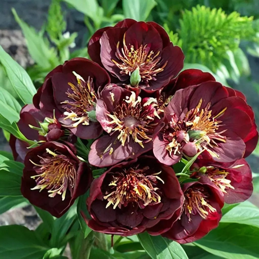 Paeonia officinalis 'Chocolate Soldier'