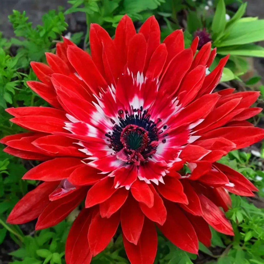 Anemone coronaria 'Double Scarlet'
