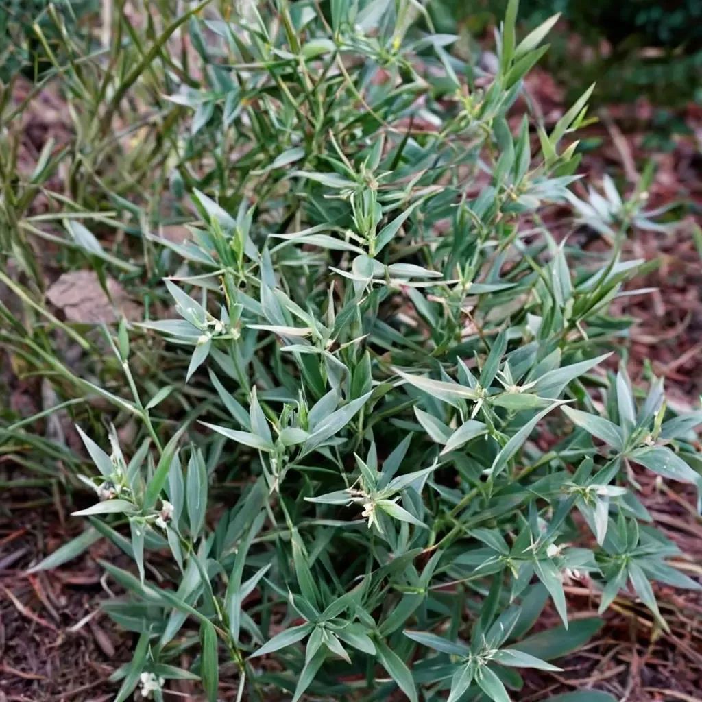 Ruscus aculeatus 'var angustifolius Chenault'