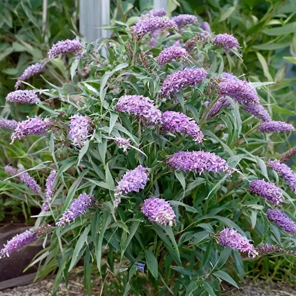 Buddleja davidii