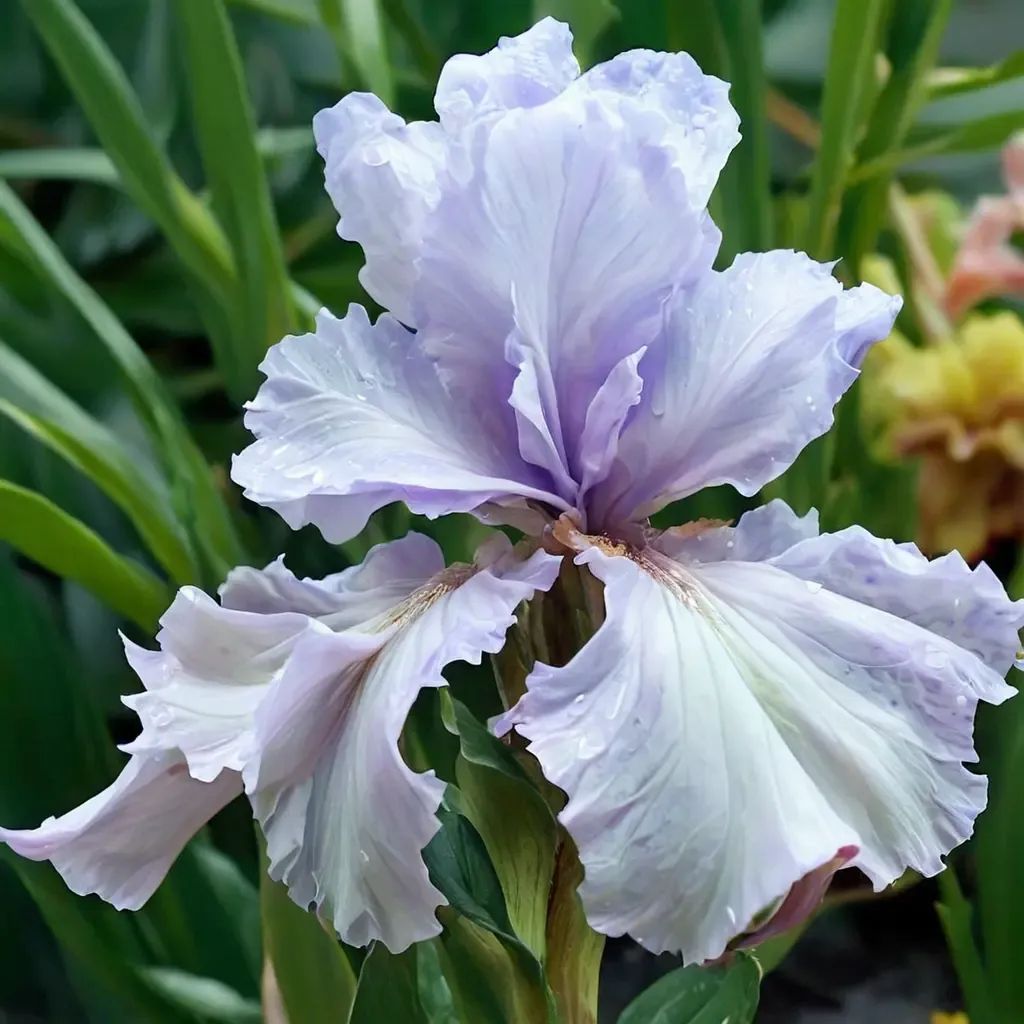 Iris germanica 'Silverado'