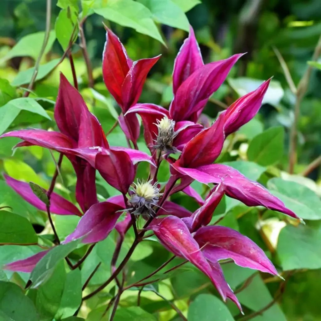 Clematis x durandii 'Gravetye Beauty'