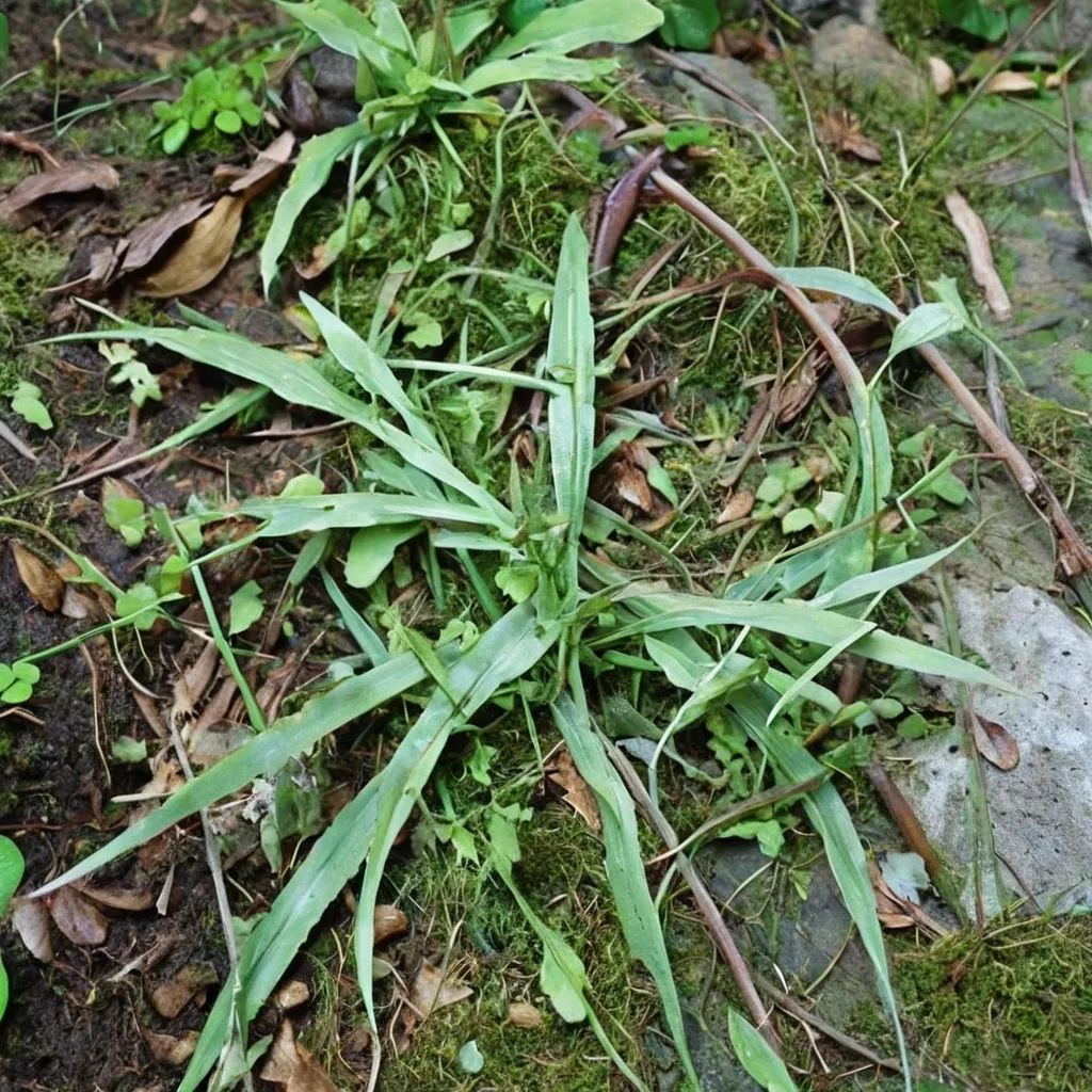 Asplenium rhizophyllum