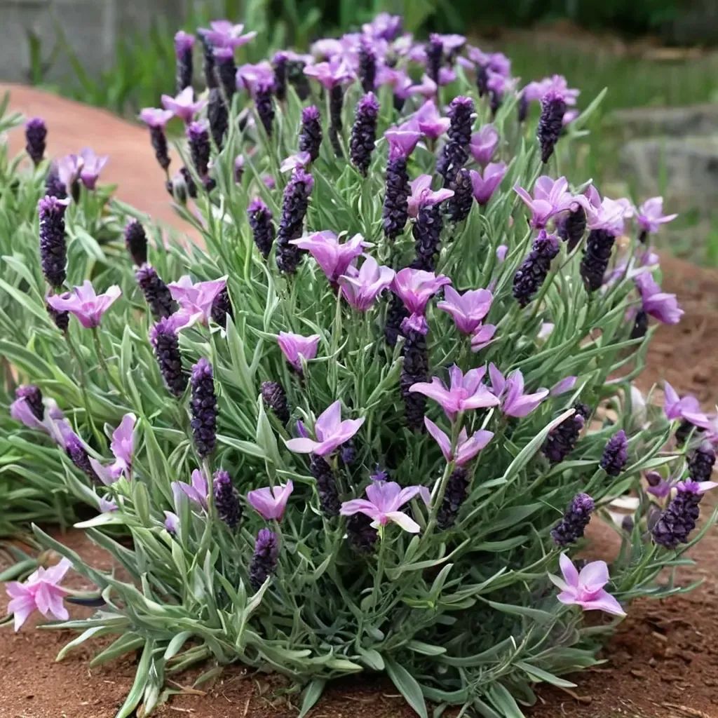 Lavandula stoechas