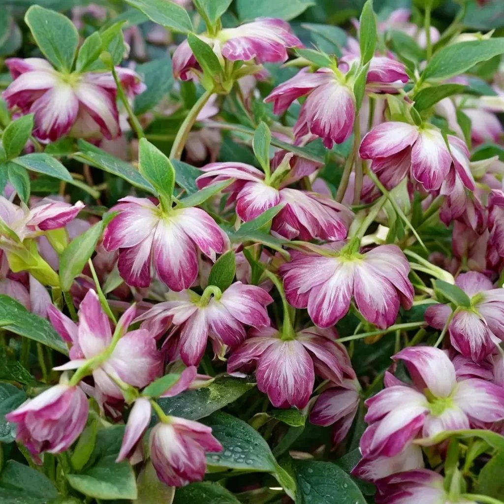 Helleborus x hybrida 'Blushing Bridesmaid'