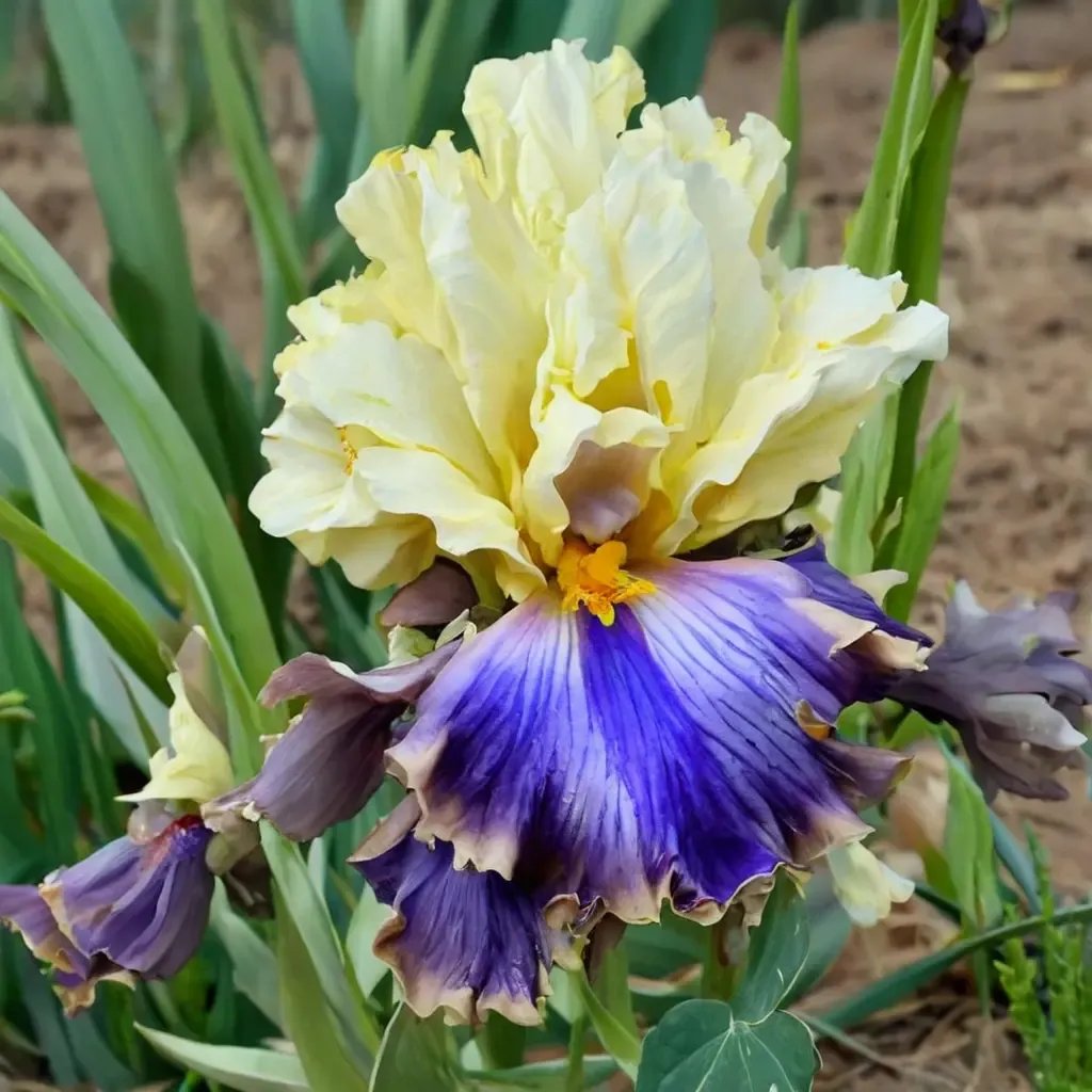 Iris x germanica 'Style Traveller'