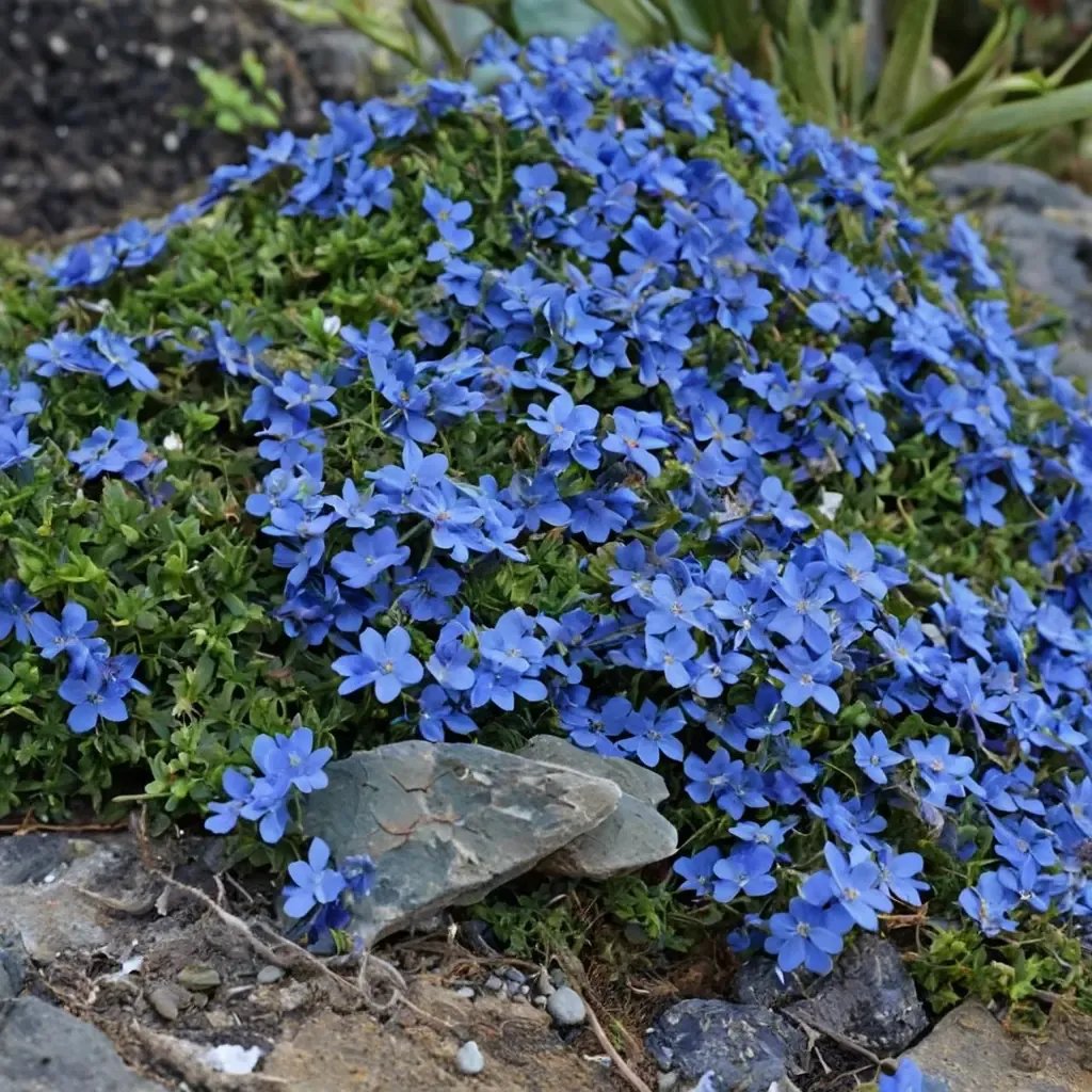 Lithodora diffusa 'Grace Ward'
