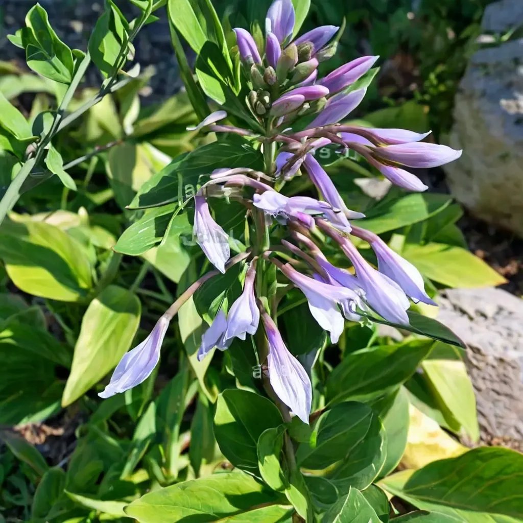 Hosta lanceolata