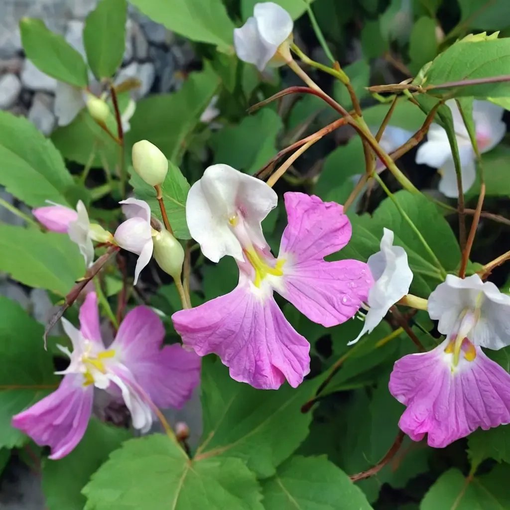 Impatiens balfourii 'Poor Man's Orchid'