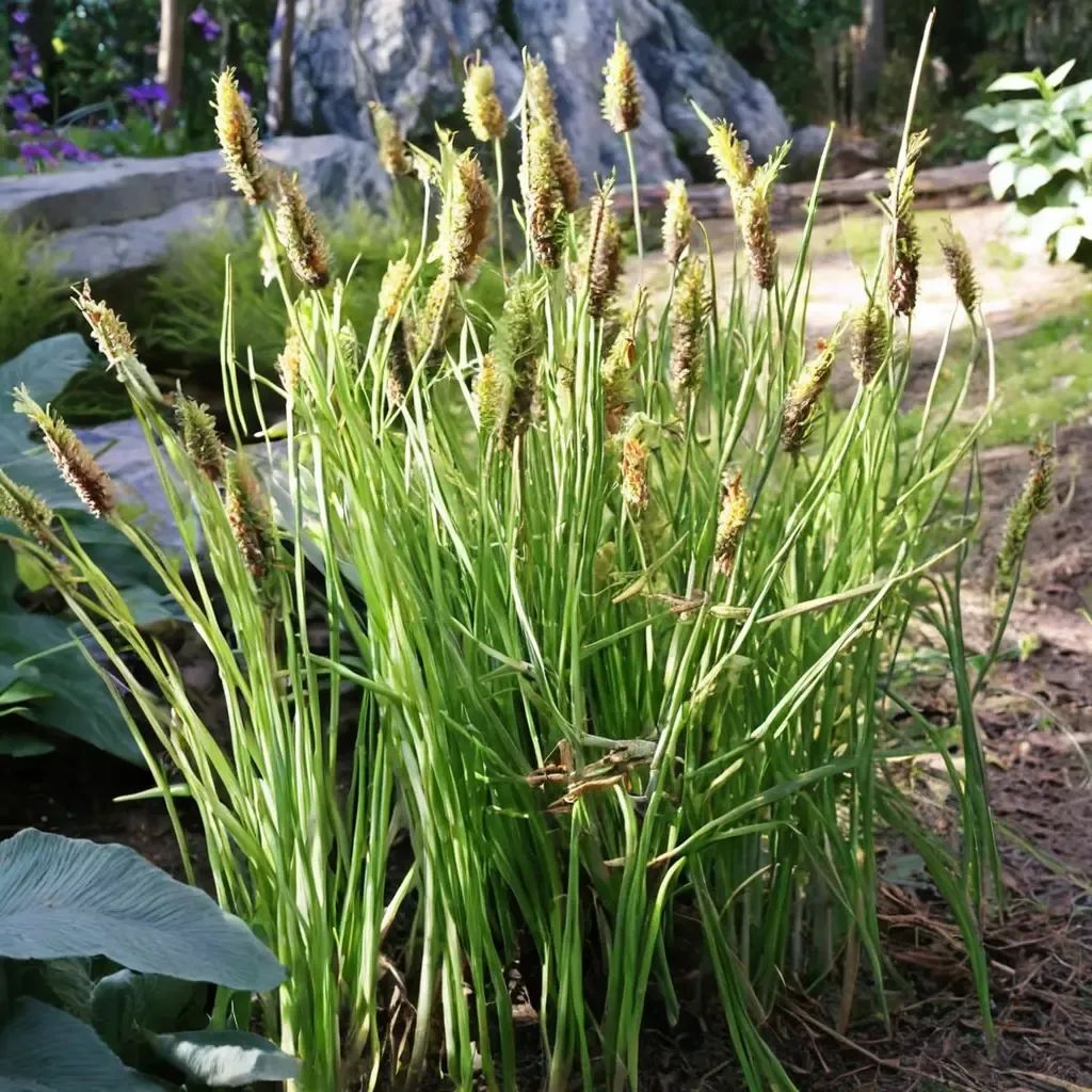 Carex elata