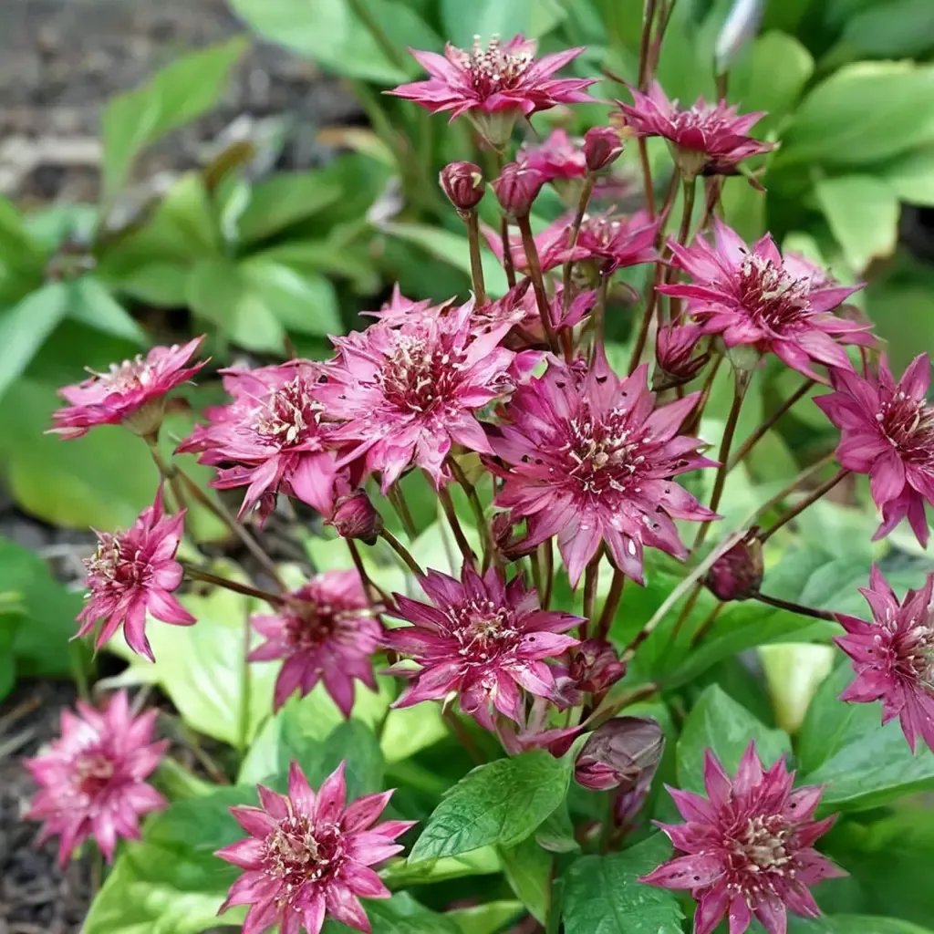 Astrantia major 'Ruby Cloud'