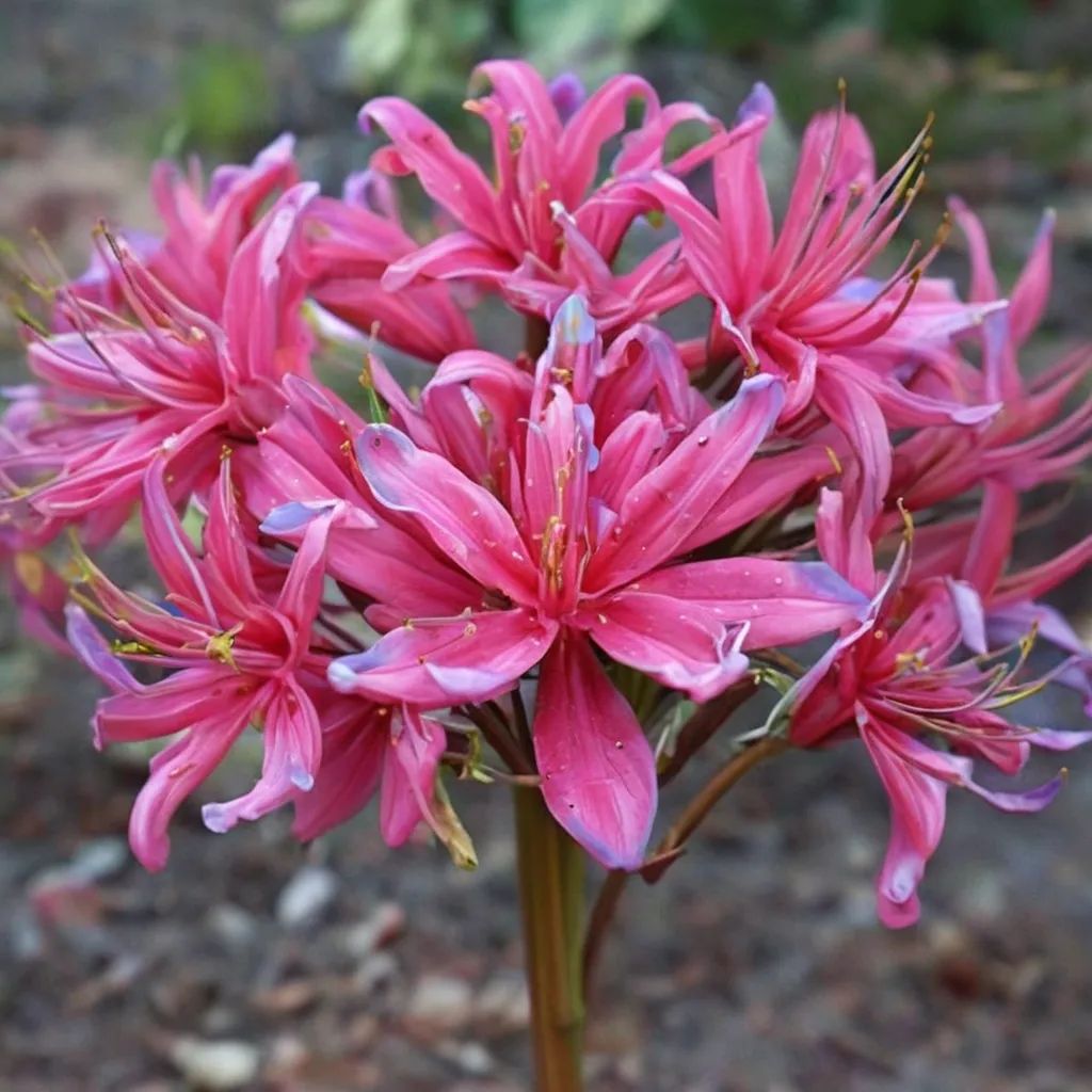 Lycoris x rosea 'Glenn Dale Carmina'