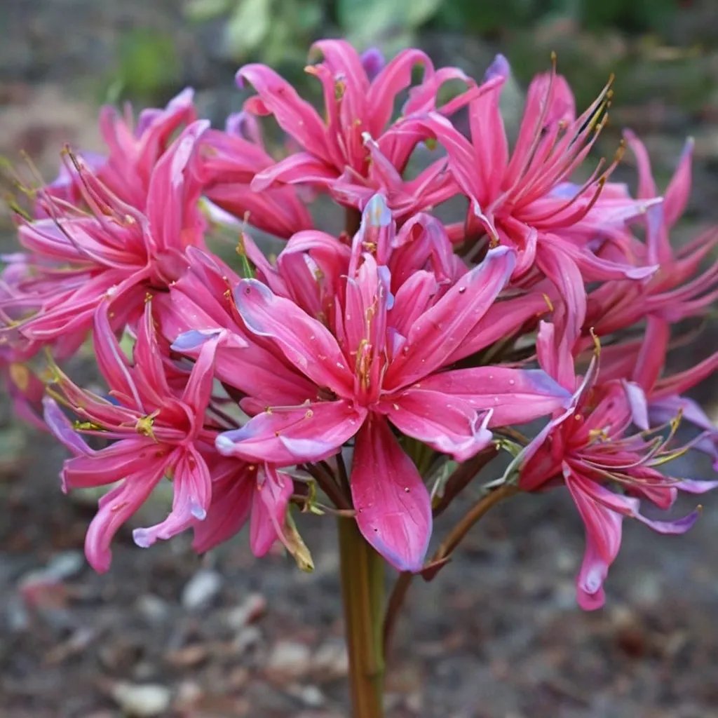 Lycoris x rosea 'Glenn Dale Carmina'