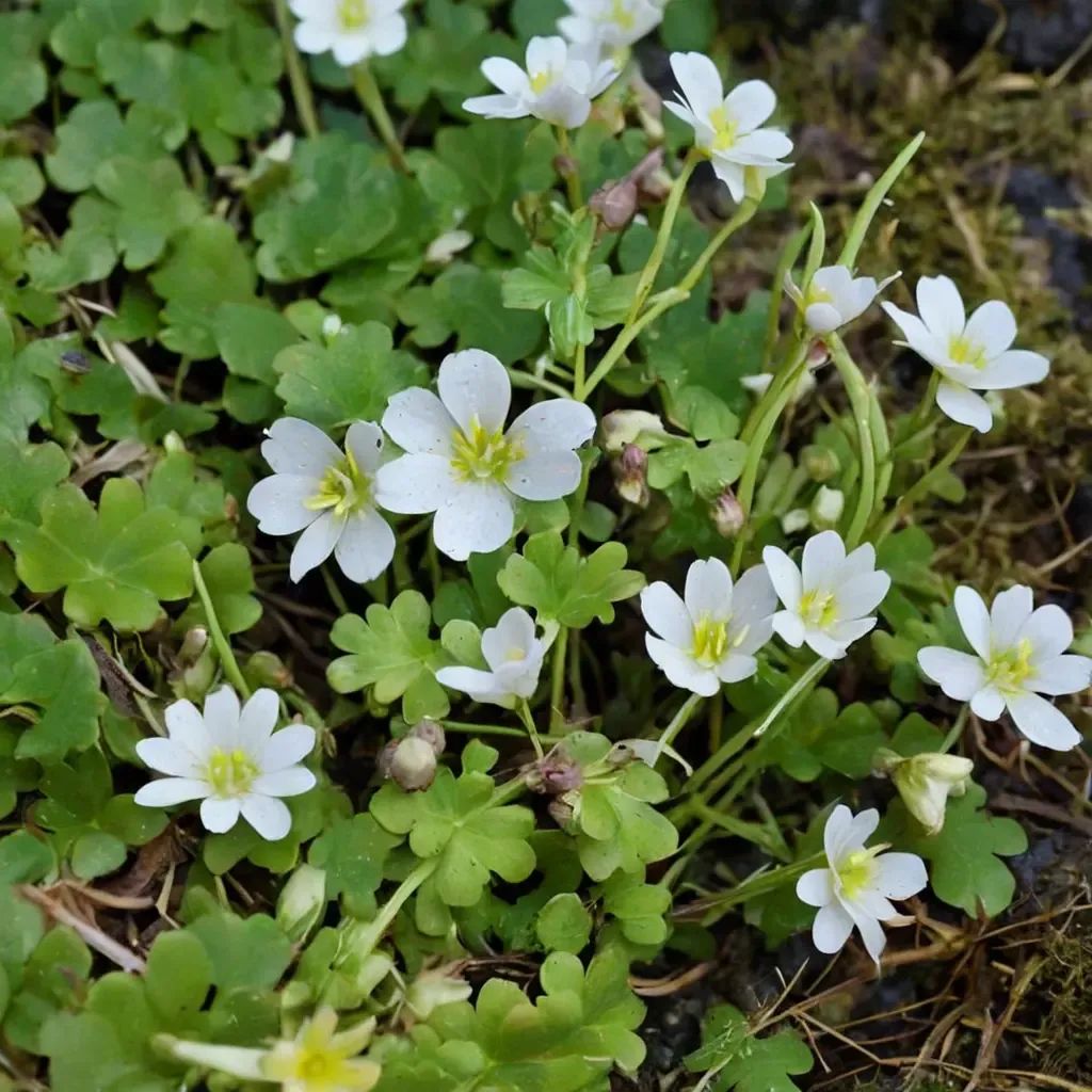 Romanzoffia californica