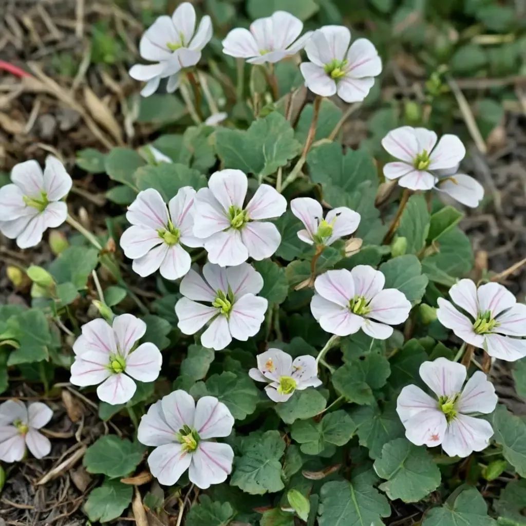 Erodium reichardii 'Alba'
