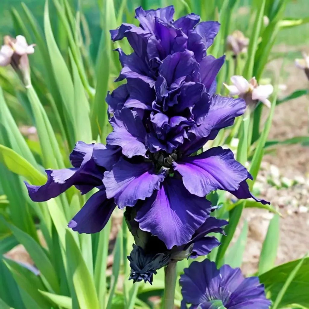 Iris germanica 'Dusky Challenger'