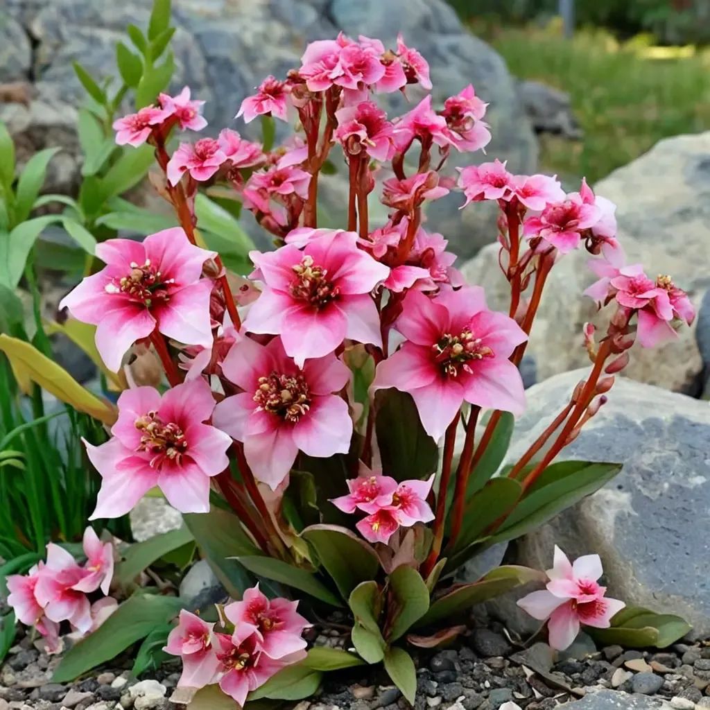 Bergenia crassifolia 'Dragonfly 'Sakura''