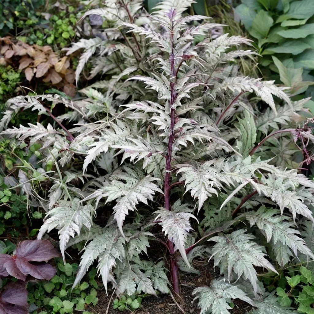 Athyrium niponicum 'HH-03CH108'