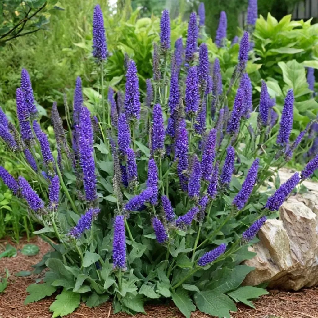 Salvia x sylvestris