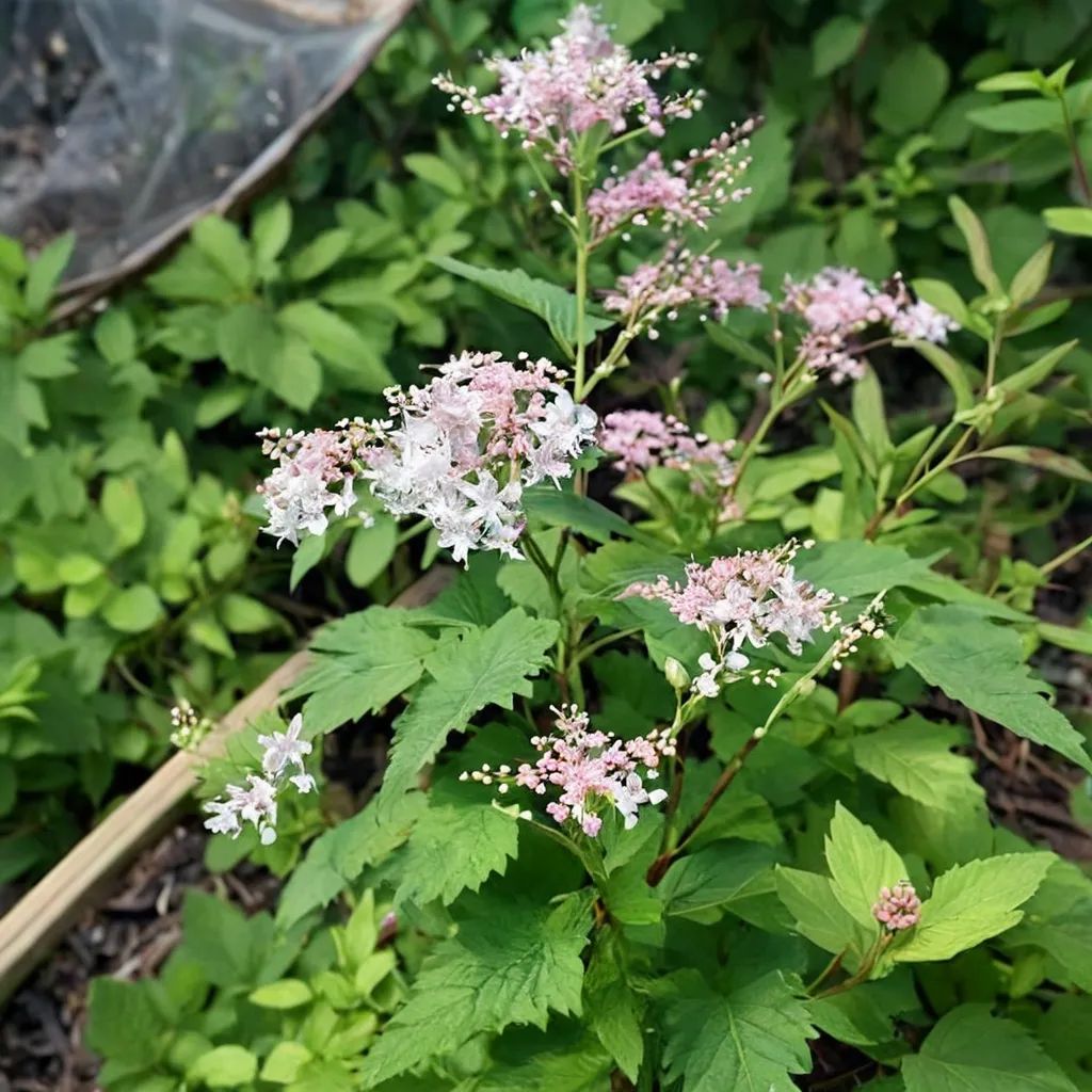 Filipendula glaberrima
