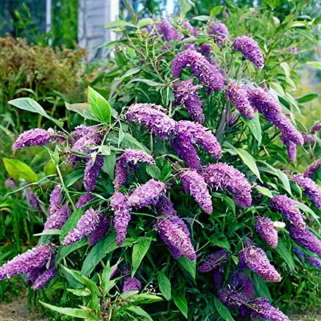 Deluxe Butterfly Bush