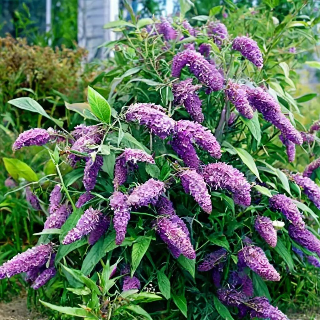 Buddleja davidii 'Deluxe'