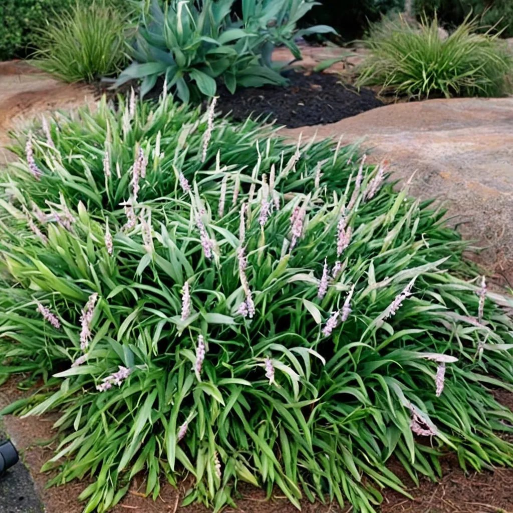 Lysimachia nummularia 'Creeping Lily Turf'