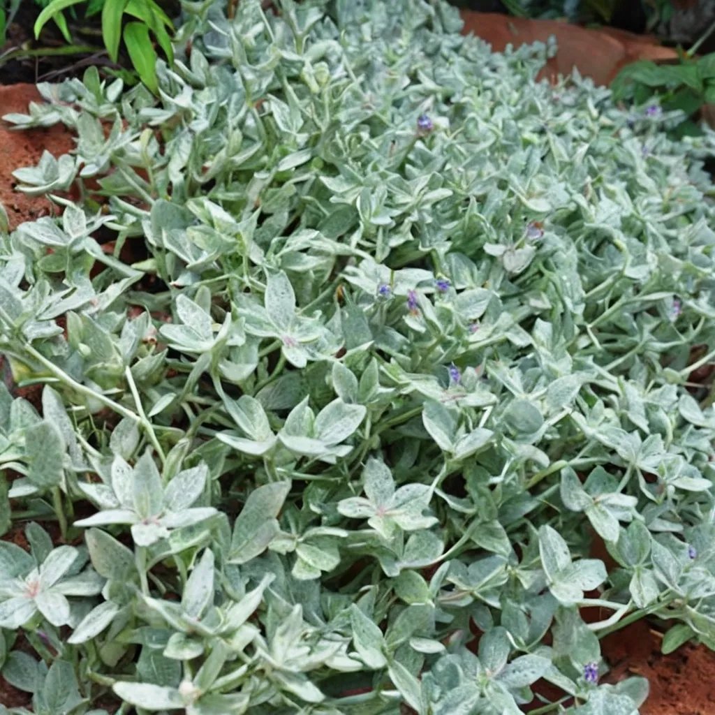 Stemodia tomentosa