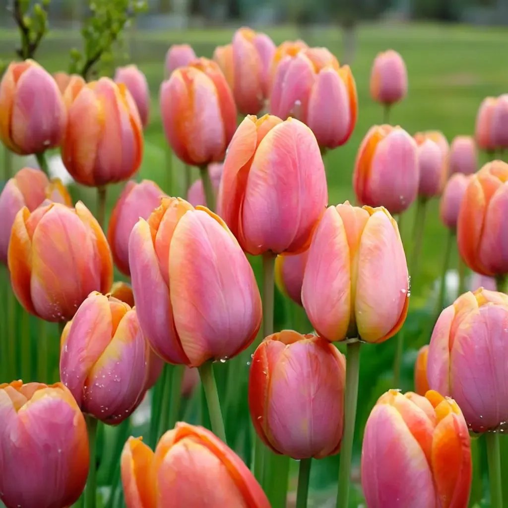 Tulipa tulipa 'Dordogne'