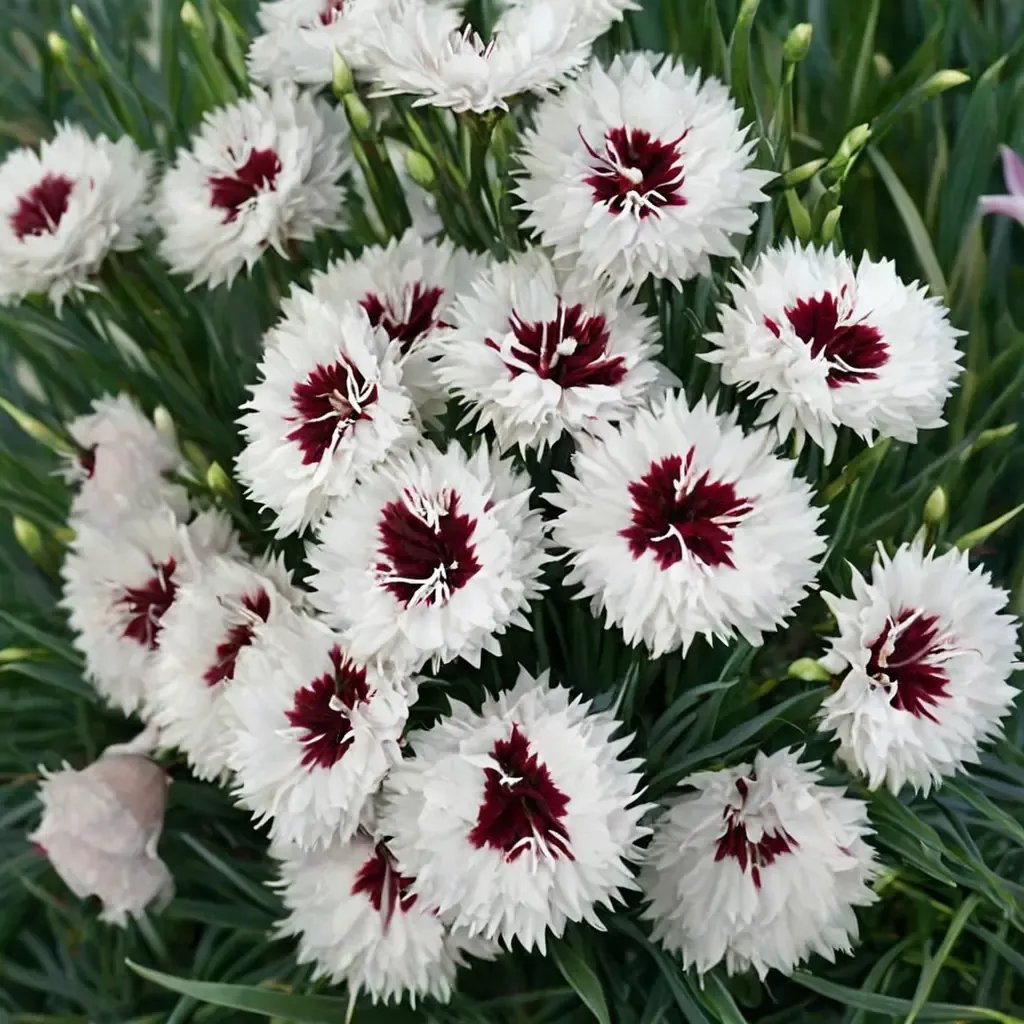 Dianthus caryophyllus 'Scent First Coconut Surprise'