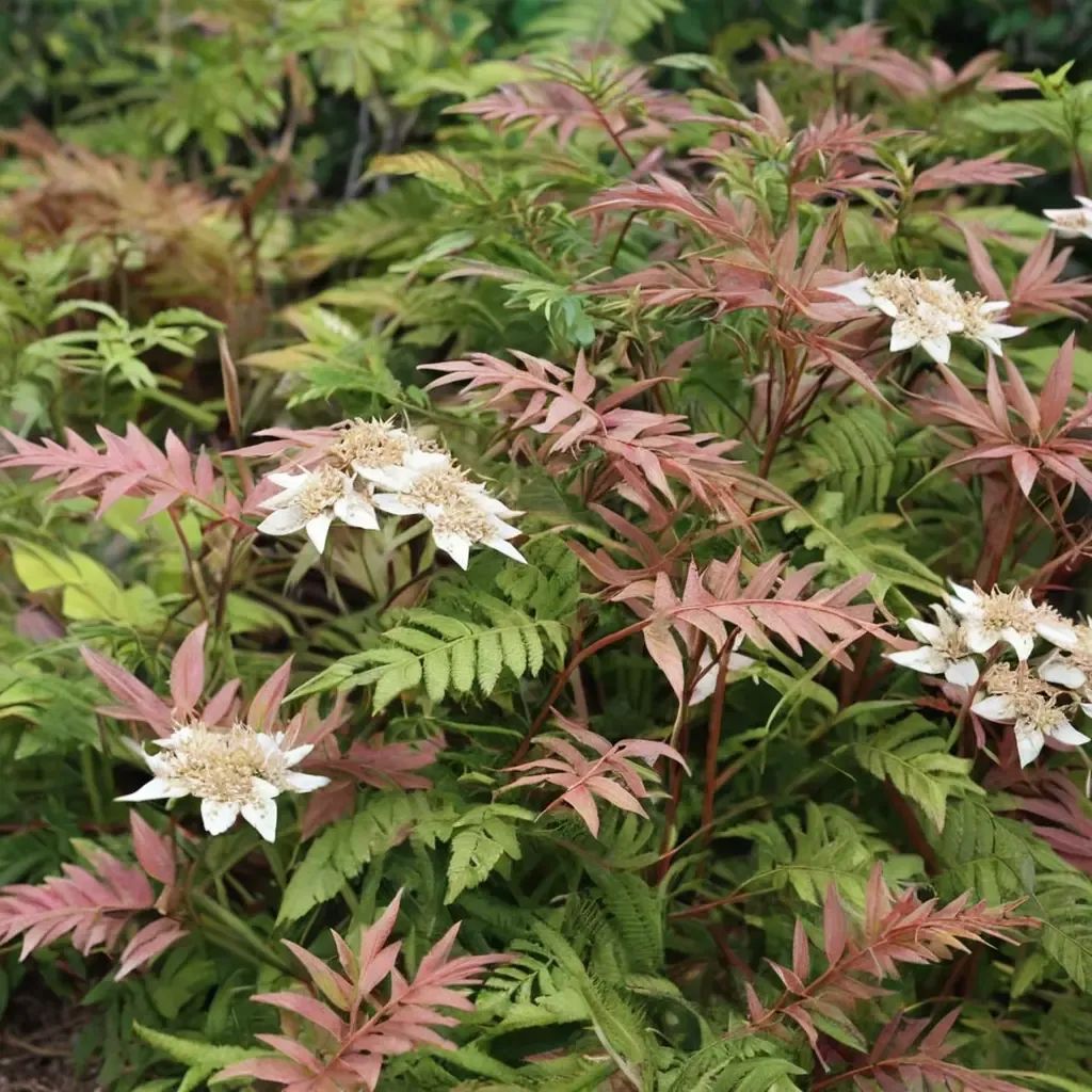 Sorbaria sorbifolia 'Color Flash'