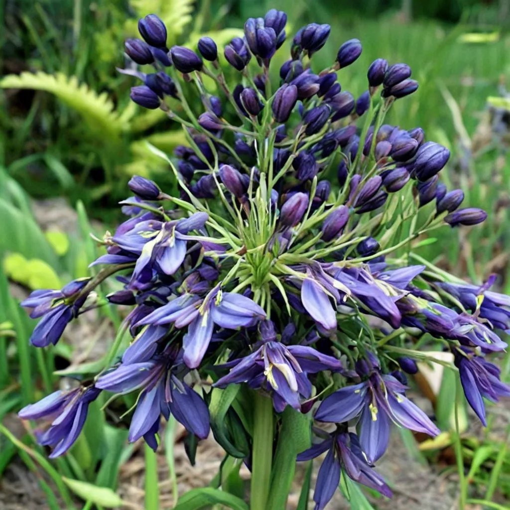 Agapanthus inapertus 'Nigrescens'