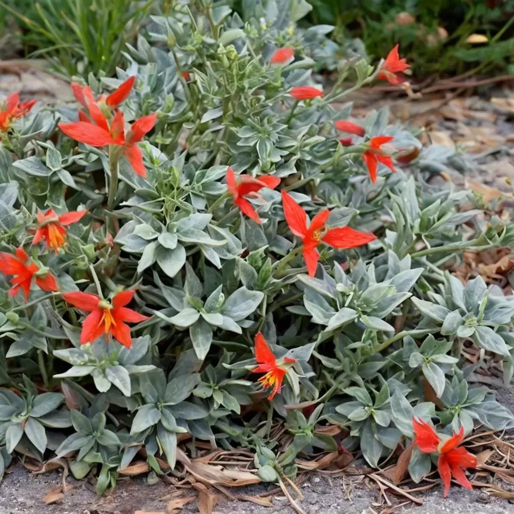 California Fuchsia